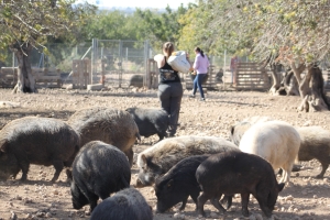 detalledevoluntariosdandodecomeralosanimalesenelsantuariomonlabassa